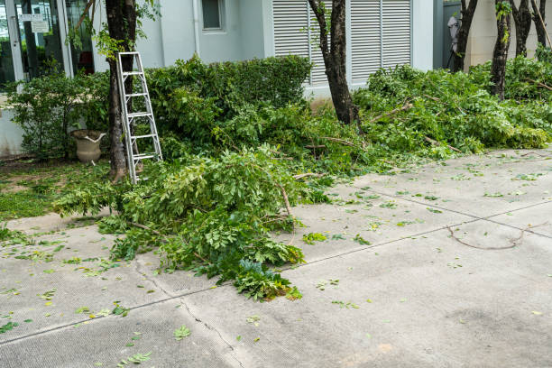 Best Best Tree Removal Services  in Cheltenham Village, PA